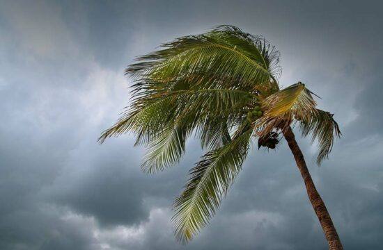 Palm Tree Blowing in Strong Winds During a Hurricane | Water Damage Claims Adjuster in Kendall, FL